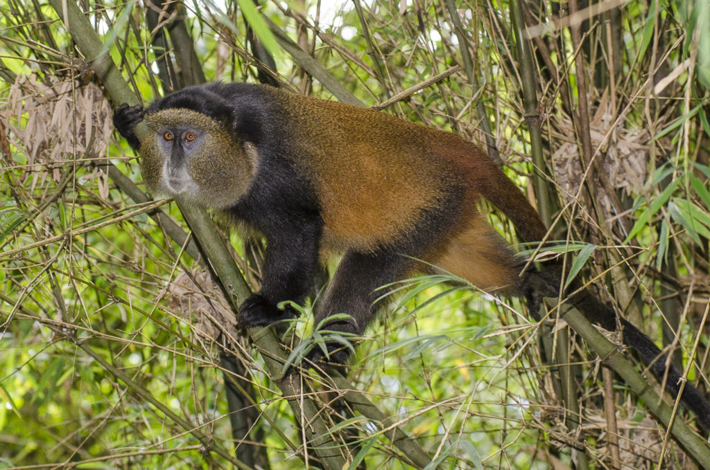 Golden monkeys in mgahinga gorilla national park
