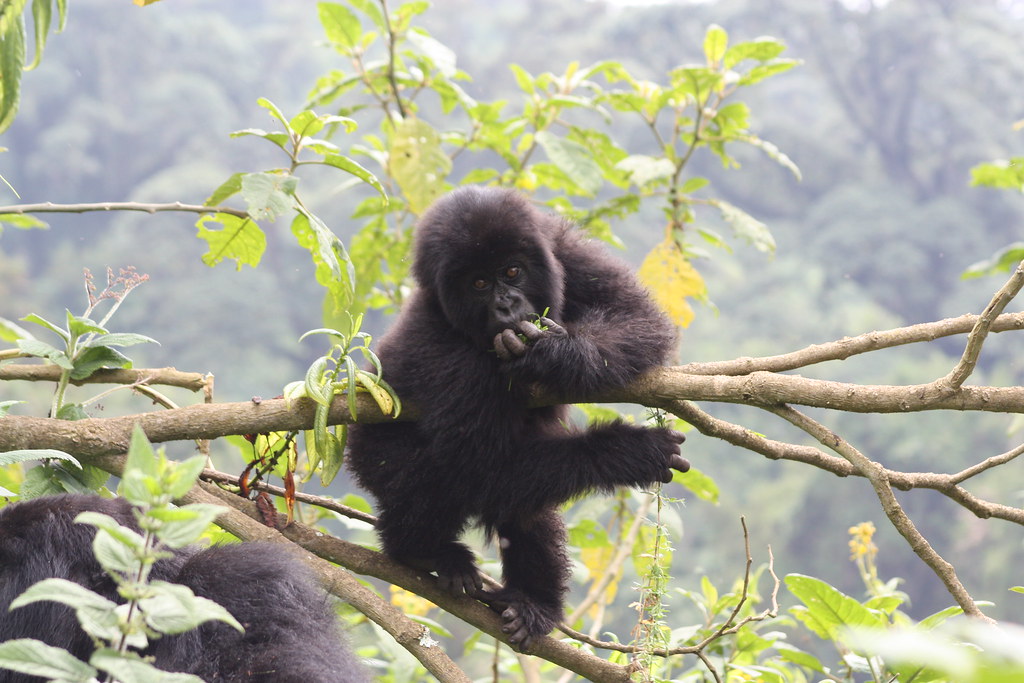 Gorilla Trekking safaris in Rwanda