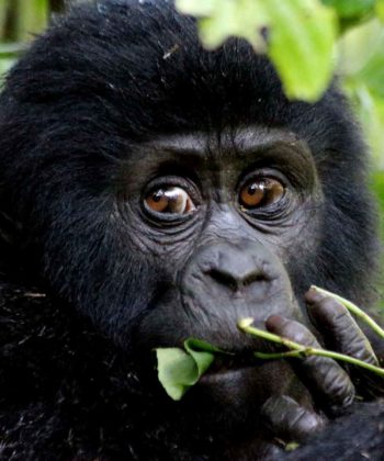4 Days Double Gorilla Trekking Uganda