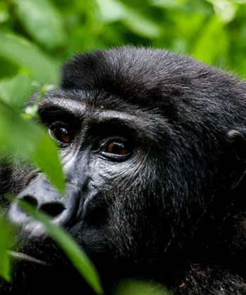 7 Days Uganda Gorillas & Wildlife Safari