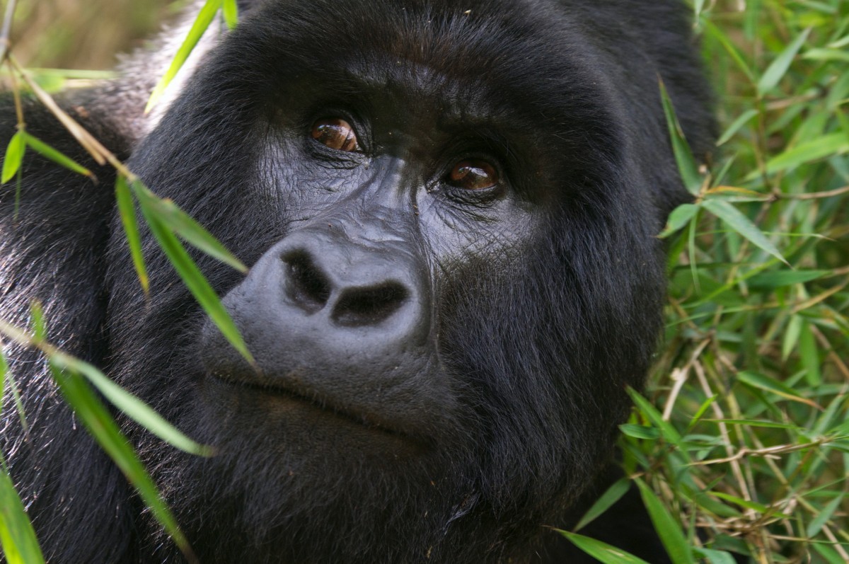 Comparing Gorilla Trekking in Uganda and Rwanda