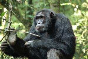 Chimpanzee tracking in Uganda 