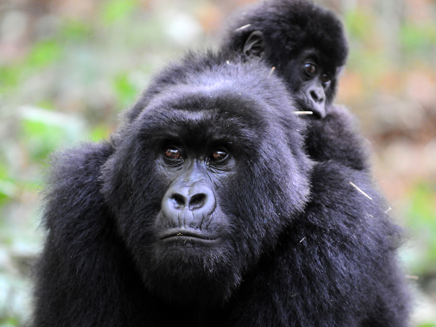 Sabinyo gorilla group