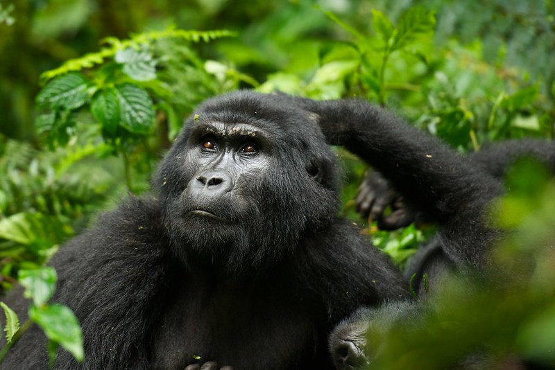 5 Days Rwanda Gorilla Safaris